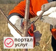 Фото Обрезка и спил деревьев