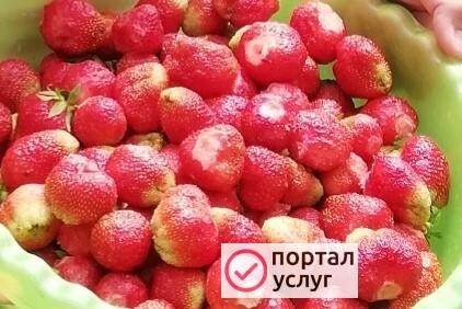 Фото Рассада