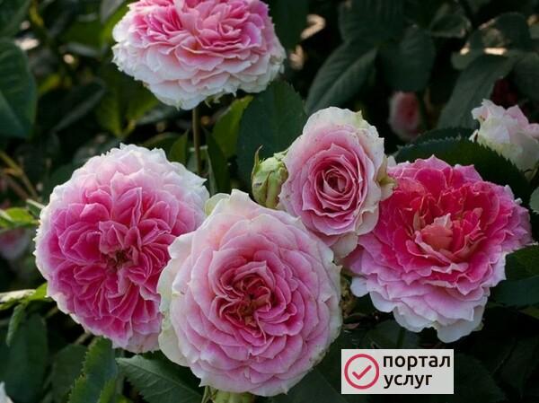 Фото Розы в Мичуринске 