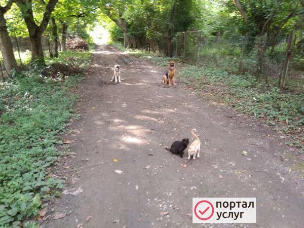 Фото Дрессировка собак 