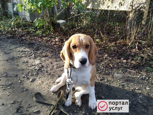 Фото Дрессировка собак