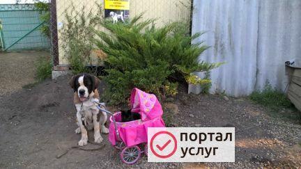 Фото Дрессировка собак