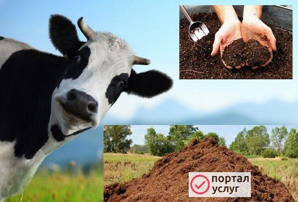 Фото навоз,чернозем,торф