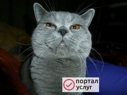Фото Вязка