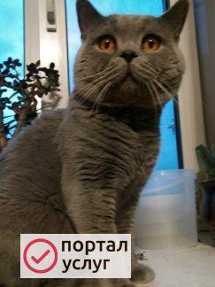 Фото Вязка кошек