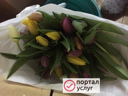 Фото Тюльпаны