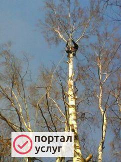 Фото Спил деревьев