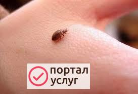 Фото Дезинсекция