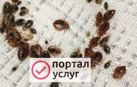 Фото Дезинсекция