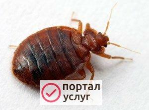 Фото Дезинсекция