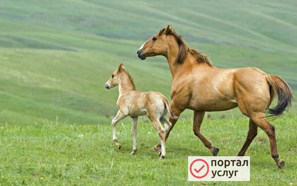 Фото перегной в мешках