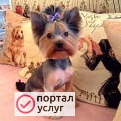 Фото Стрижка собак и кошек