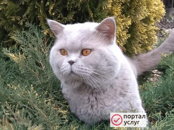Фото Вязка с шотландцем