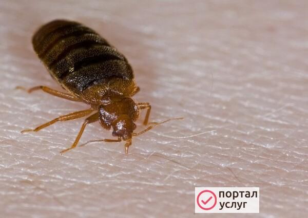 Фото Дезинсекция