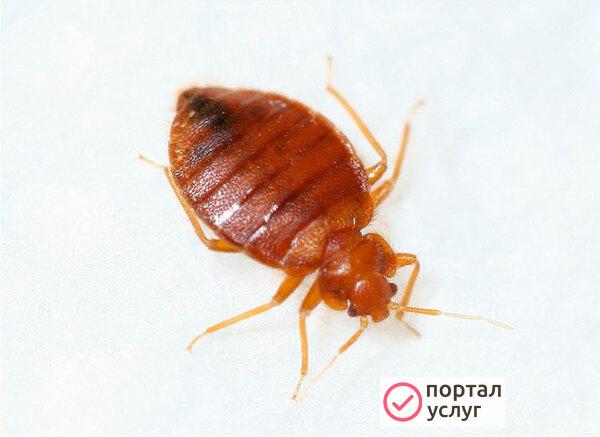 Фото Дезинсекция