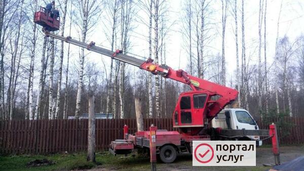 Фото Спил деревьев