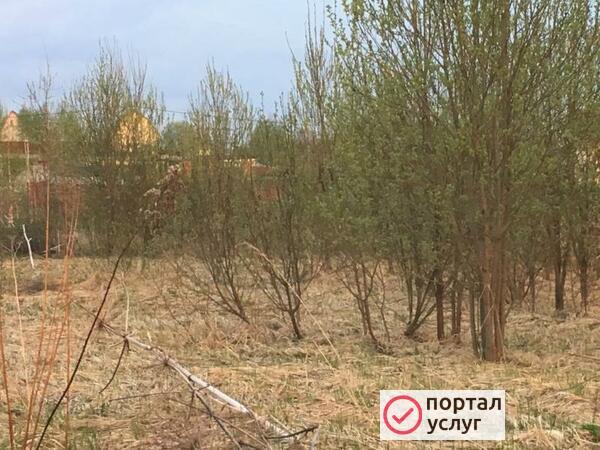 Фото Продам дрова