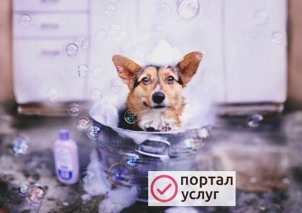 Фото Стрижка собак и кошек