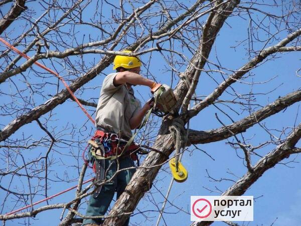 Фото Спил деревьев