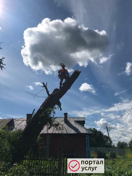 Фото Спил деревьев