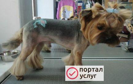 Фото Стрижка собак