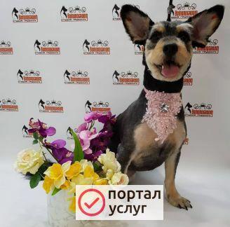 Фото Стрижка собак и кошек