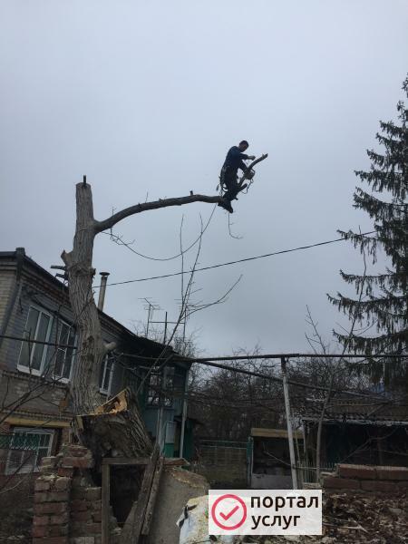 Фото Спил деревьев любой сложности