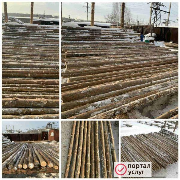Фото ЖЕРДИ СОСНОВЫЕ