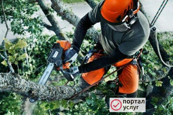 Фото Спил деревьев