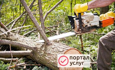Фото Спил деревьев