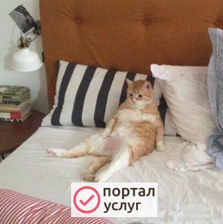 Фото Передержка кошек
