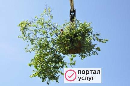 Фото Спил деревьев