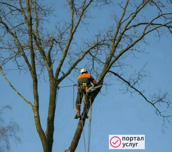 Фото Спил деревьев