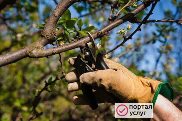 Фото Спил деревьев