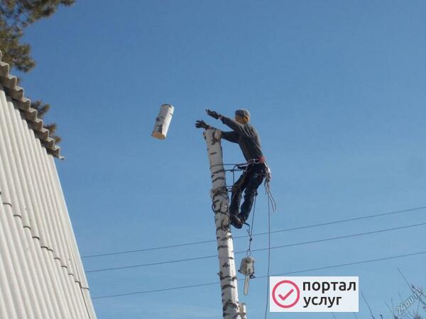Фото Спил деревьев 