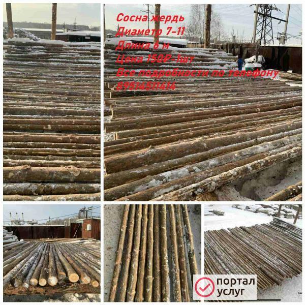 Фото ЖЕРДИ СОСНОВЫЕ