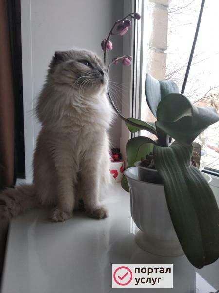 Фото Ищу кота