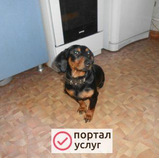 Фото Передержка животных