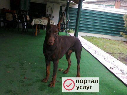 Фото Кинолог