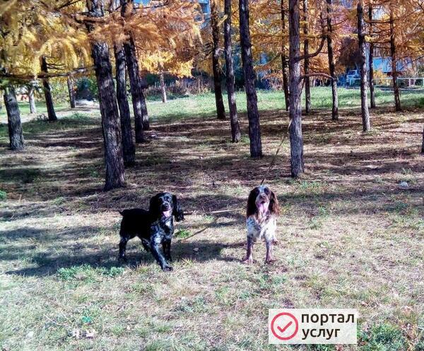 Фото Русский спаниель на вязку