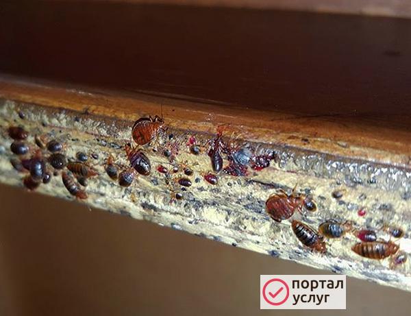Фото Дезинсекция