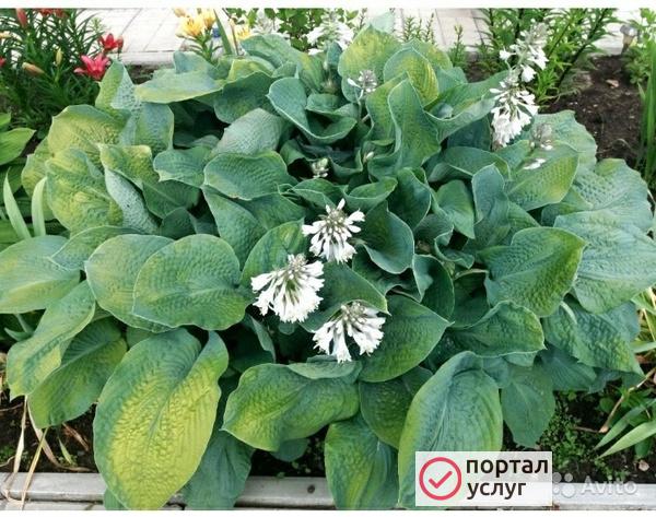 Фото цветы хосты 