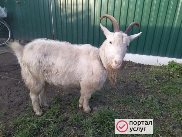 Фото Продаю коз