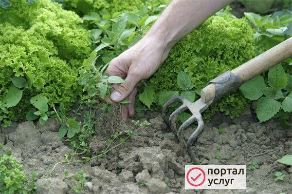 Фото Помощь на приусадебном участке