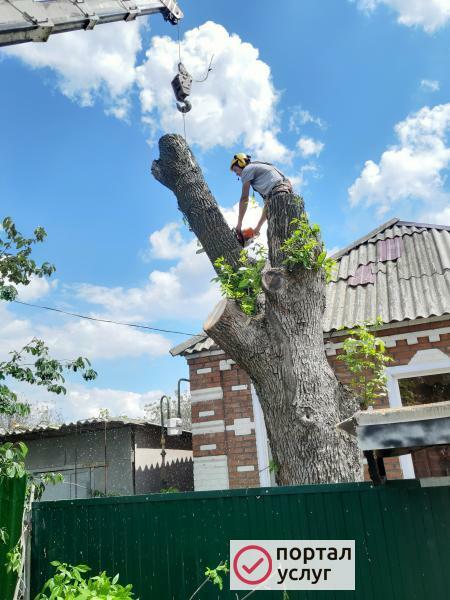 Фото Спил и обрезка деревьев в Чалтыре