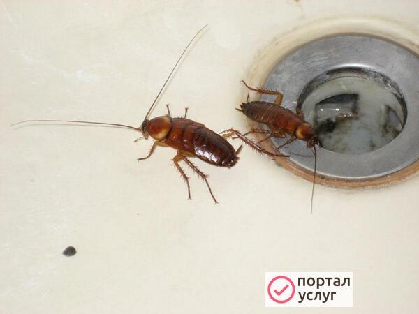 Фото Дезинсекция