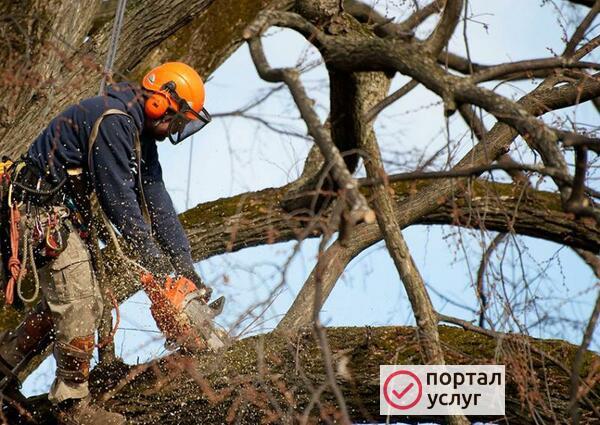 Фото Спил  деревьев 