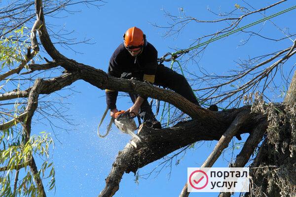 Фото Спил  деревьев 