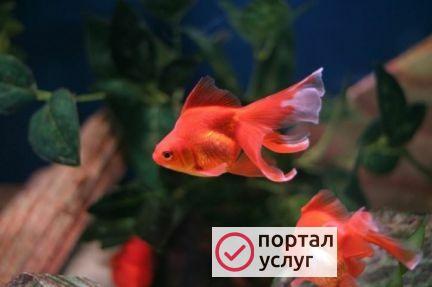 Фото Обслуживание аквариумов. Одинцово, Москва