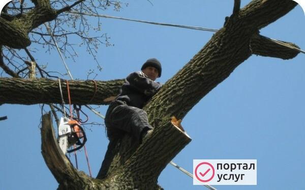 Фото спил деревьев